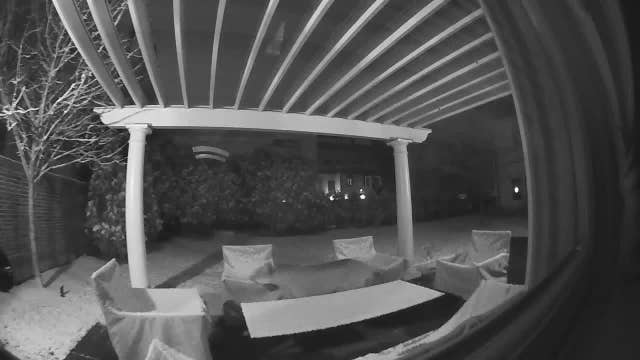 Minneapolis cougar’s history details a lonely journey striking out for a mate