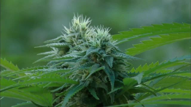 Brooklyn Center cannabis rules for public spaces approved by leaders