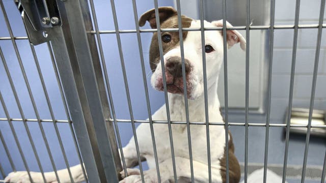 Overcrowded animal shelters seeing surge in pets from struggling families