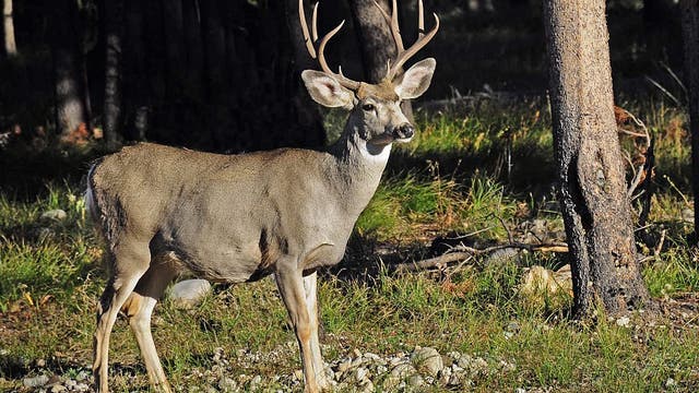 Minnesota DNR to hold December deer hunt to battle chronic wasting disease