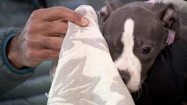 Minneapolis program allows shelter pets to go home for the holidays