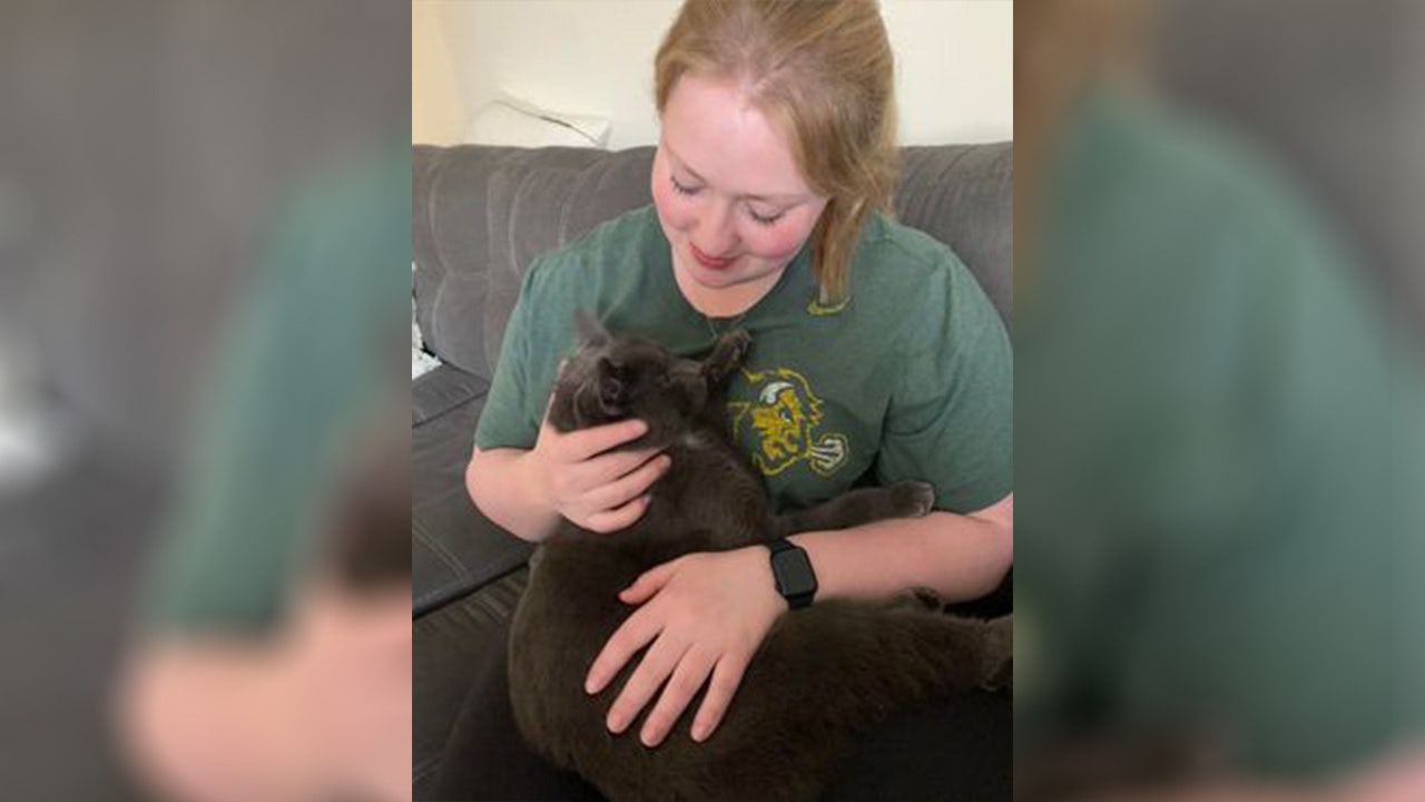 Cat Found Safe Weeks After Escaping From Multi-vehicle Crash In Wright ...