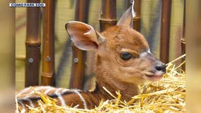Como Zoo welcomes its first nyala calf