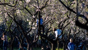 Risky, outdoor play important for children's wellbeing: Pediatricians