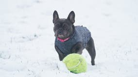 Minnesota weather: Tips for protecting your pets during frigid temperatures
