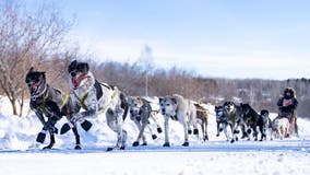 John Beargrease Sled Dog Marathon canceled due to lack of snow