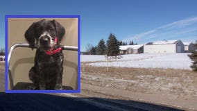 Minnesota kennel owner charged after dog dies during training