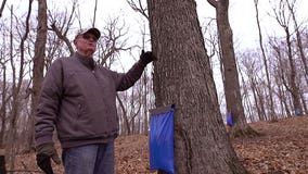 Maple syrup in January? Hobbyist of 50 years says it’s a first for him