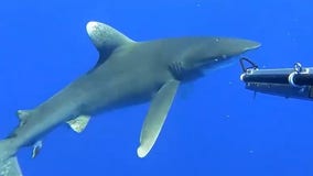 Watch: Rare 'critically endangered' whitetip shark captured on camera in Cayman Islands