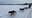 Lake Minnetonka Klondike Dog Derby canceled due to warm winter