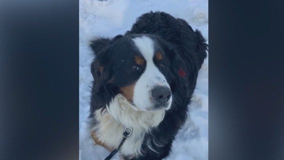 Family desperate to find missing dog in Mound