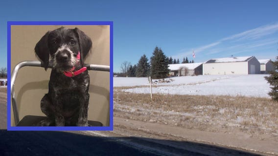 Minnesota kennel owner charged after dog dies during training