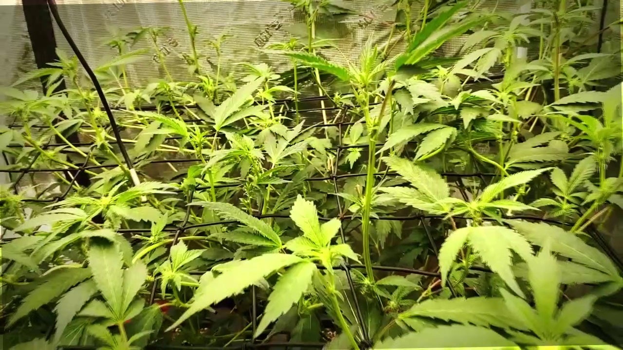 Marijuana use in Minnesota youth declined in 2025, according to new data