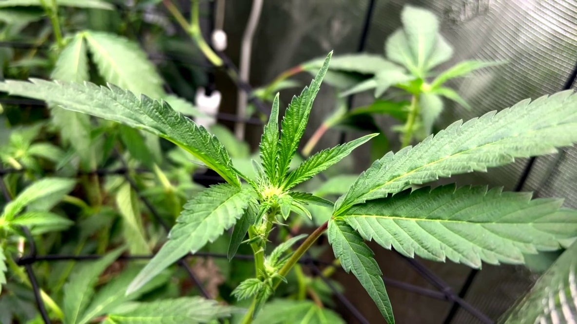 Medical cannabis study shows cancer patients report symptom relief
