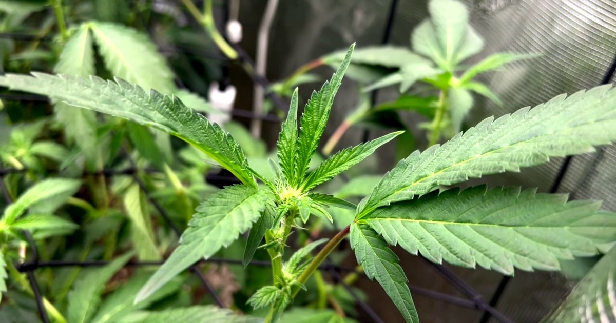 Medical cannabis study shows cancer patients report symptom relief