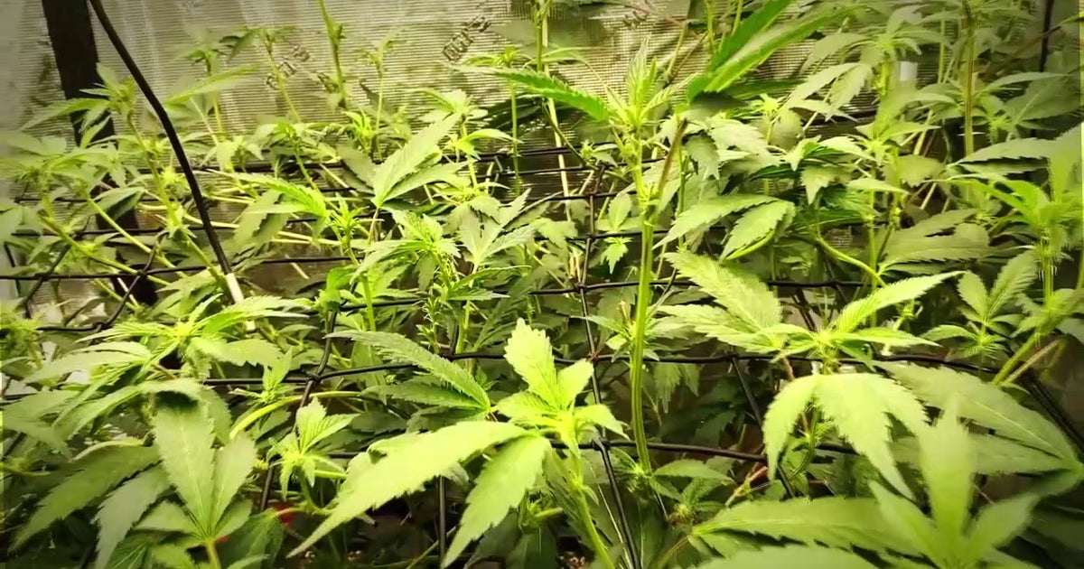 Marijuana use in Minnesota youth declined in 2025, according to new data