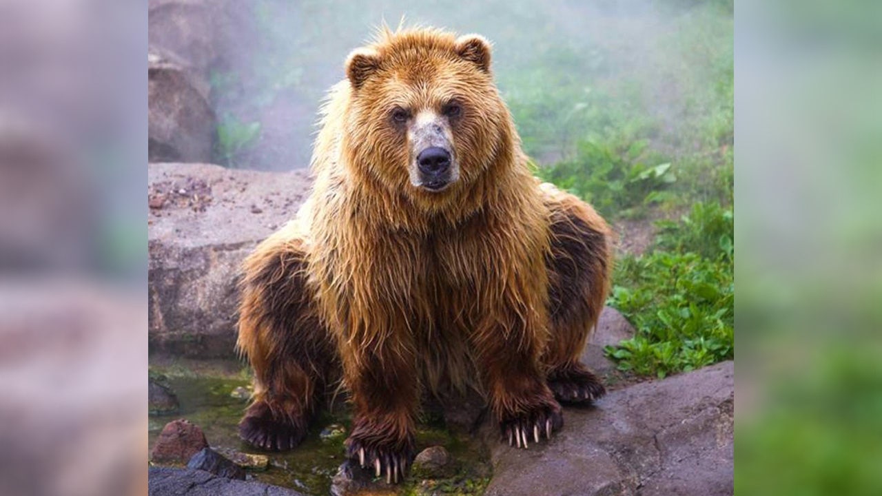 Minnesota Zoo's brown bear, Kenai, dies at 17 | FOX 9 Minneapolis