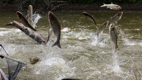 Minnesota DNR, commercial fishers capture 83 invasive carp on Mississippi River