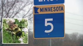 Endangered bumble bee complicates Carver County highway project