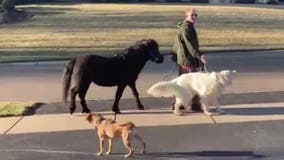 Horse being walked like a dog in Elk River on warm January day: Video