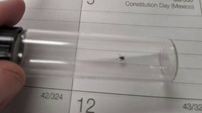 Deer ticks are active throughout the metro