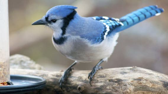 Count birds this weekend to help researchers around the world
