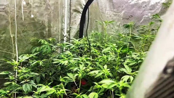 Supply shortage, unfair competition concerns ahead of MN's cannabis rollout