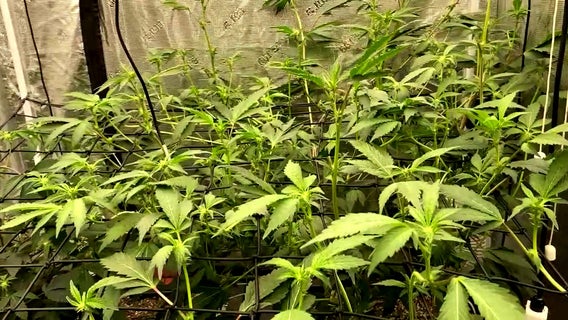 New tribal cannabis compact signed for recreational dispensary supply