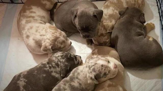 Robbinsdale teen pleads guilty in puppy, car theft from family member’s home