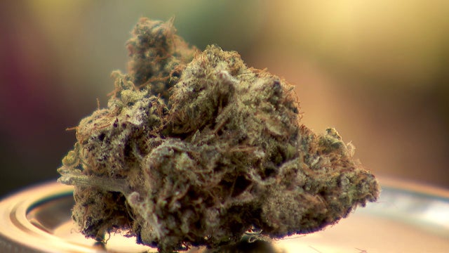 Minnesota cannabis licenses resold like concert tickets