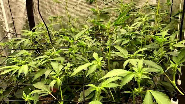 New tribal cannabis compact signed for recreational dispensary supply