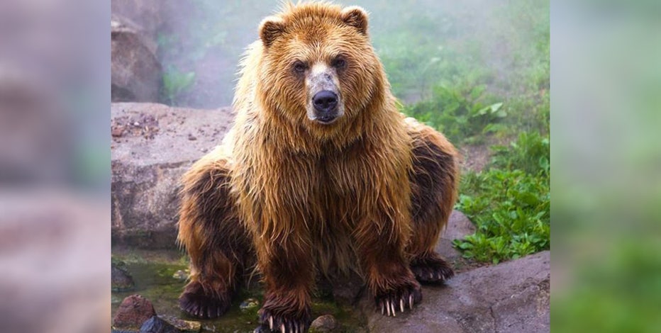 Minnesota Zoo's brown bear, Kenai, dies at 17 | FOX 9 Minneapolis