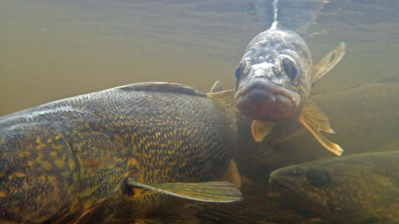 Upper Red Lake Walleye Limit For Summer 2024 Revealed FOX 9   GettyImages 1156586683 