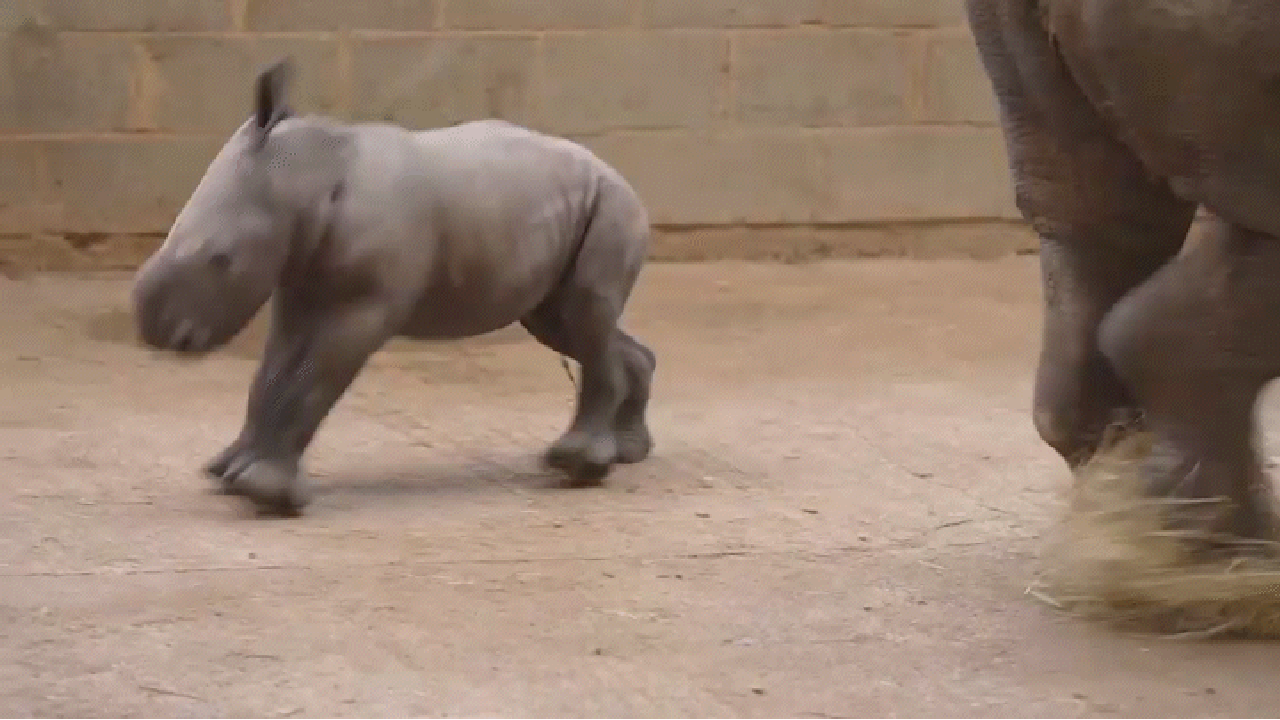 Newborn Southern White Rhino wobbles around his new zoo home | FOX
