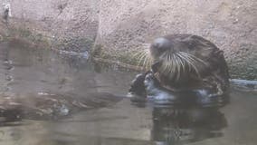 Minnesota Zoo’s rescued sea otter pups making splash at public debut