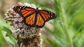 National Flower Day: Plant this "weed" to help the monarch butterfly population