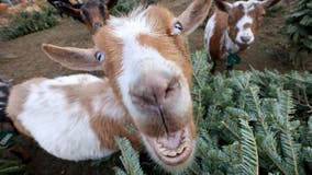 Goat tests positive for avian influenza — a first in the United States