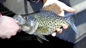 Minnesota DNR announces changes to record fish program