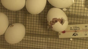 MN lawmakers consider classroom egg hatching ban