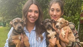Pit bull puppies stolen in Georgia shelter break-in returned, search for suspect ongoing