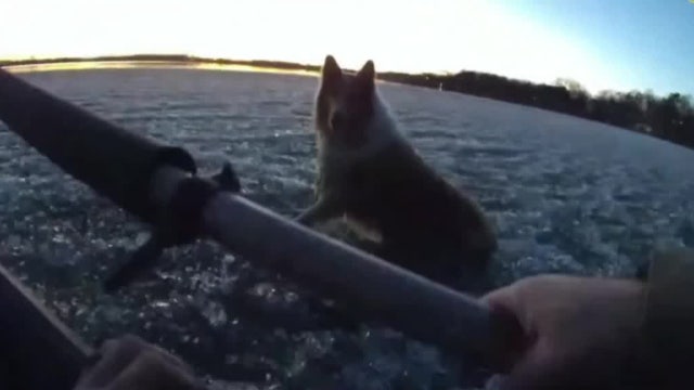 Border collie rescued from icy waters in Chisago County: Watch