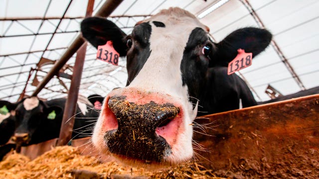 MN lawmaker warns cows can 'trample you into dust' during firearm storage debate