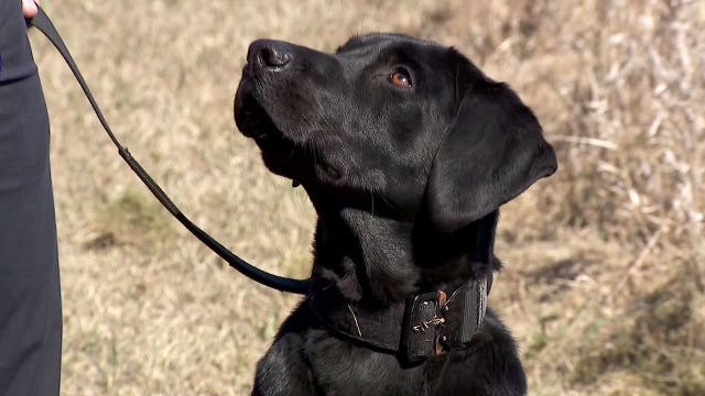 Darby, the gun-sniffing lab, joins St. Paul PD
