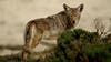 Coyote attacks dog in Oakdale Nature Preserve