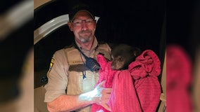 Black bear cub rescued on Highway 65 by Isanti County deputy