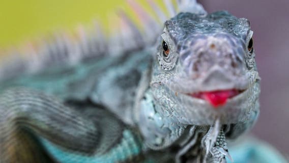 What to do in Minnesota: 5 things to do this weekend (April 12-14)