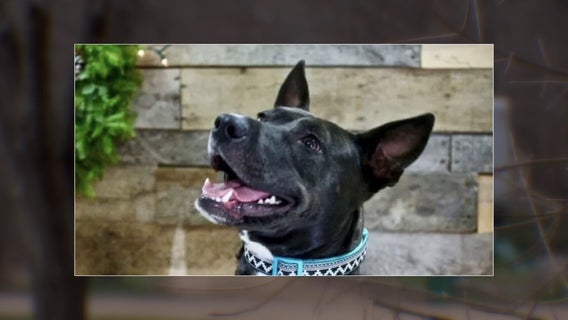 Search warrants: Dog shooting suspect had history of leaving threatening notes