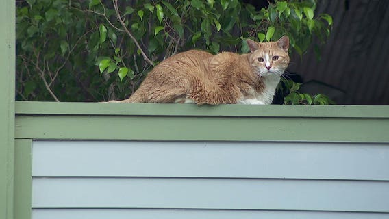 Waconia passes ordinance changes requiring leashes for cats