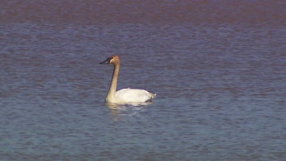 Feather transplant? MN orgs team up to save swans