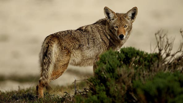 Coyote attacks dog in Oakdale Nature Preserve
